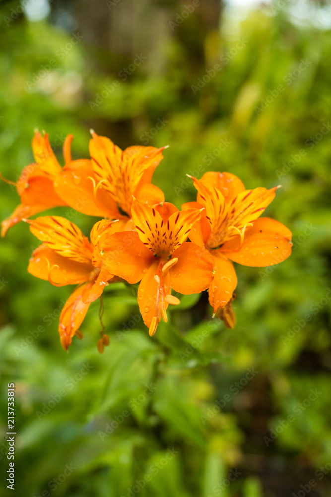 orange lily flowers with green background orange lily flowers with green background