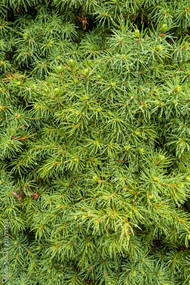texture background of green pine needles texture background of green pine needles