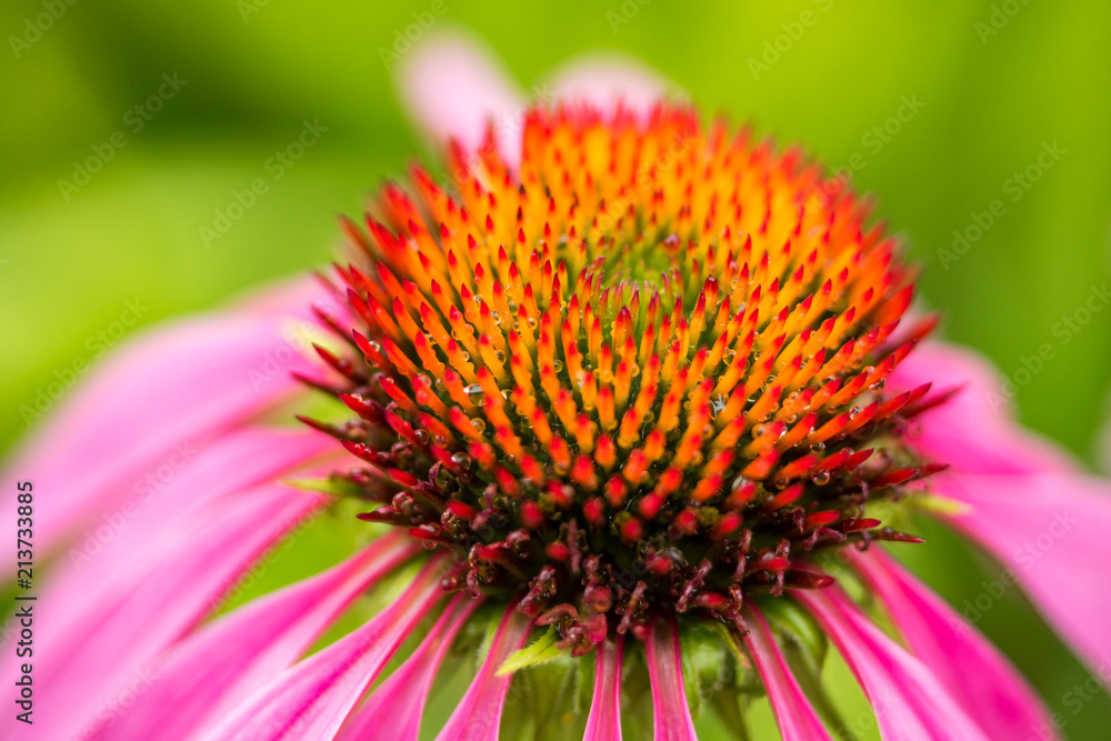close up of pink cornflower with big pointy stamen and green background close up of pink cornflower with big pointy stamen and green background