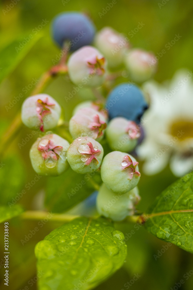 couple fresh blue berries on the vein in the garden. couple fresh blue berries on the vein in the garden.