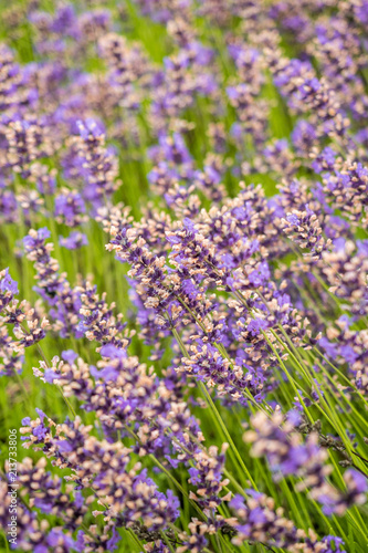 purple lavender flower field in vertical frame