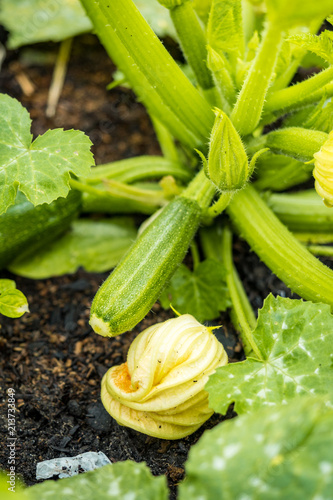 small green zucchini with fallen yellow flower in the garden