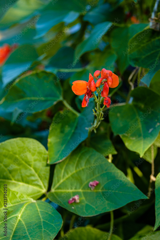 red flowers in the shade with a shed of sunlight on the leaves red flowers in the shade with a shed of sunlight on the leaves