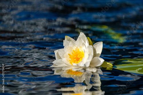 white lotus flower with yellow stamen half submerged in the water in the pond under the sun