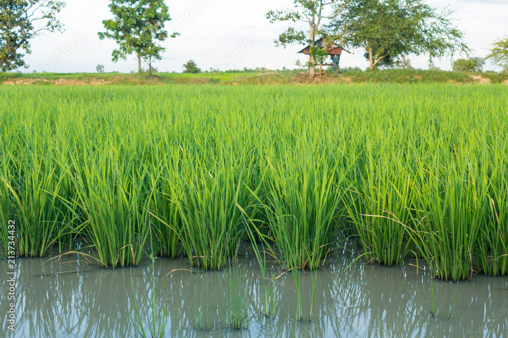 Obraz premium Jasmine rice seedlings