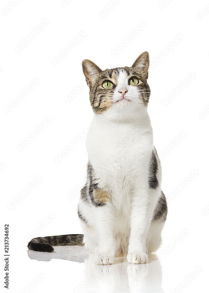 Obraz premium CAT READY TO EAT