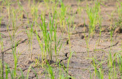 Rice seedlings and barren soils.