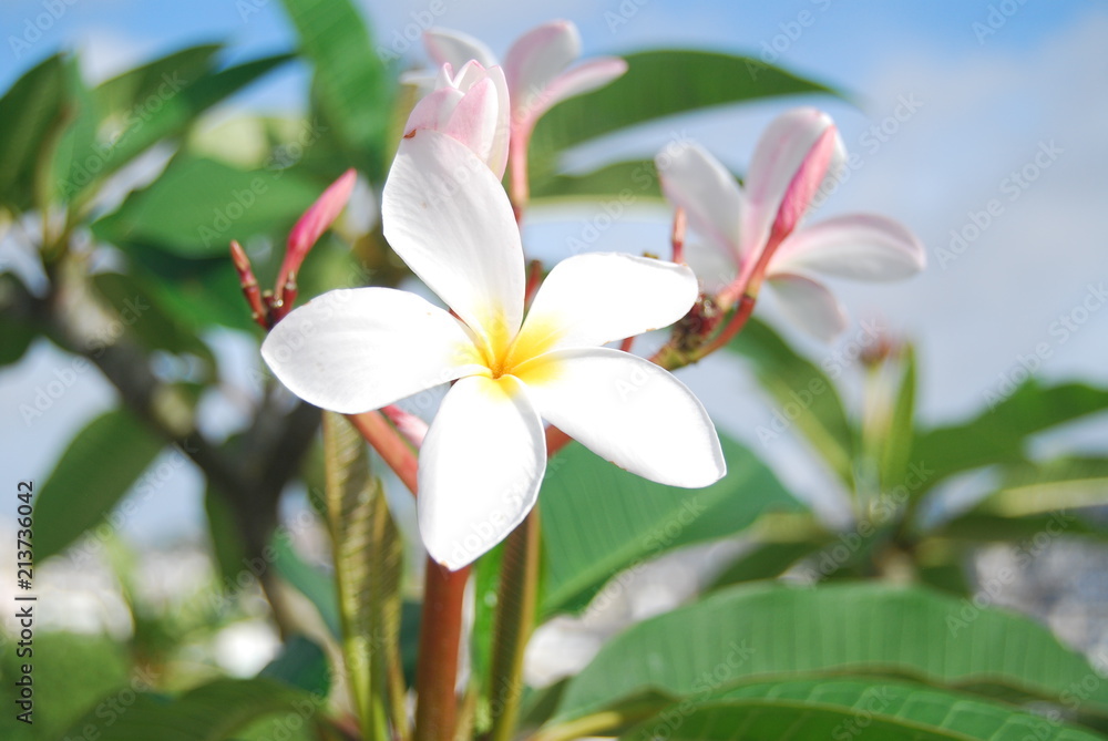 Obraz premium plumeria