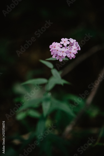 forest flower