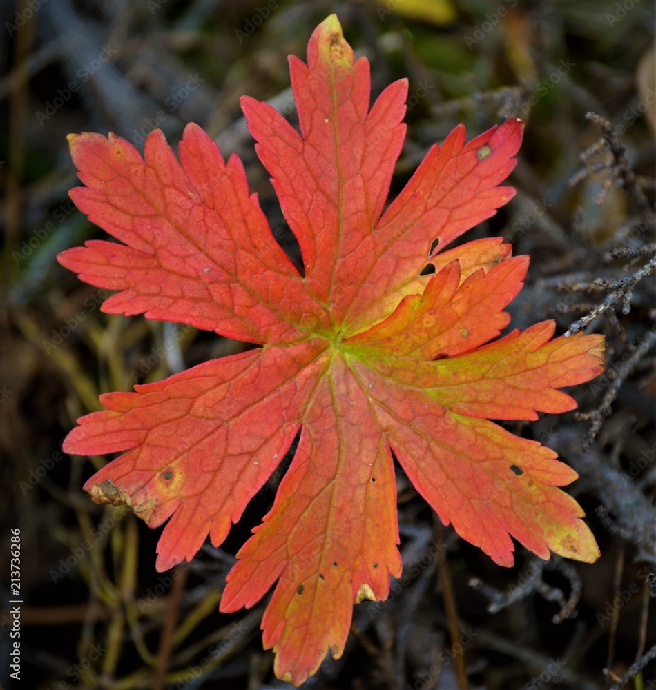 Alaska Leaves