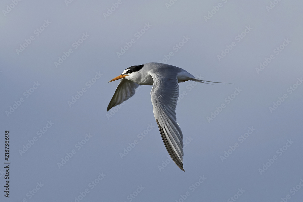 Little tern (Sternula albifrons) Little tern (Sternula albifrons)