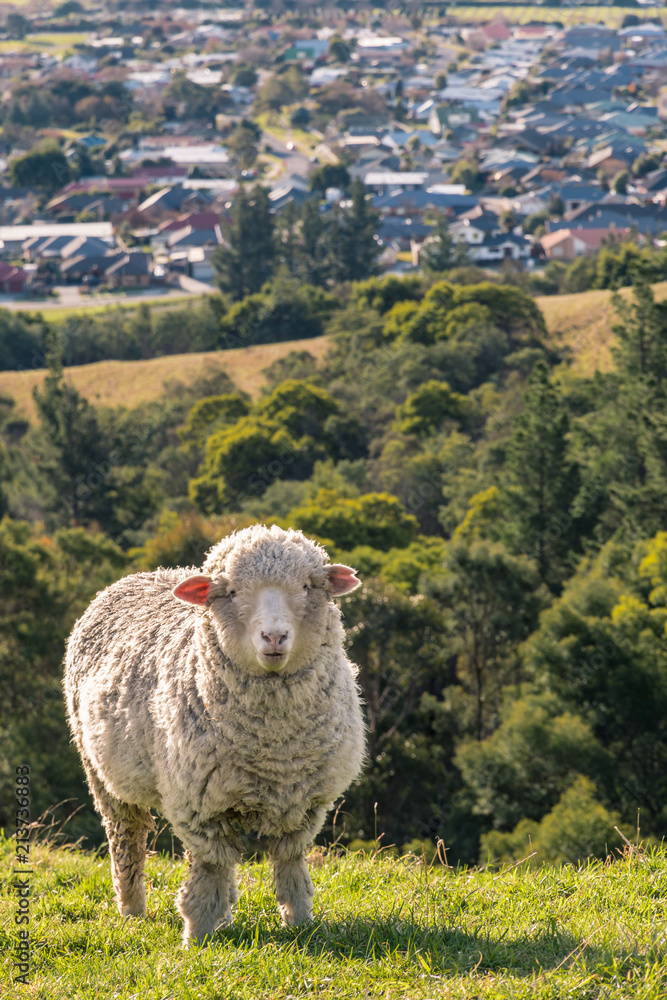 Naklejka premium merino sheep grazing on grassy slope above Blenheim town, New Zealand