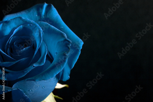 Rose in Blue