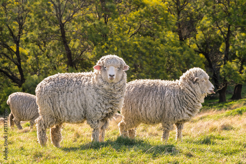 flock of New Zealand merino sheep grazing on fresh grass
