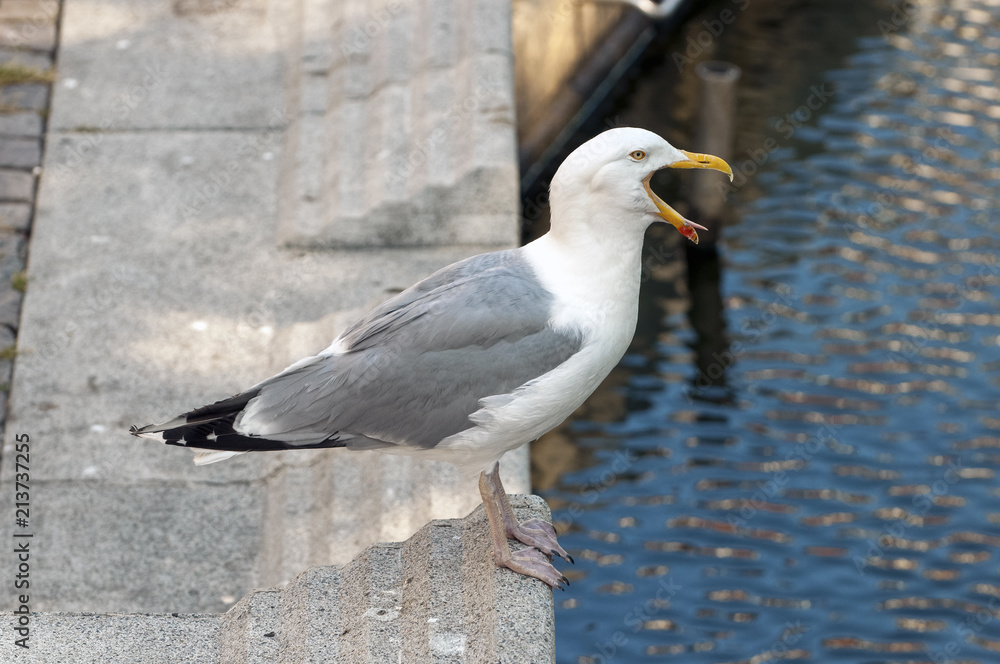 Obraz premium Yawning seagull