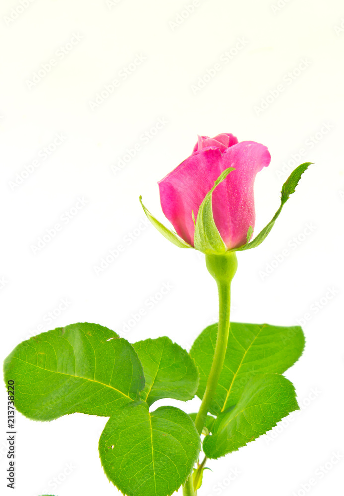Red roses Red roses