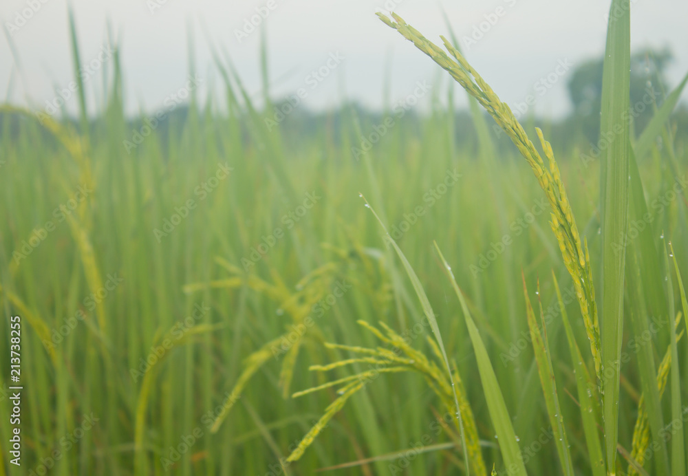 Fototapeta premium Jasmine rice