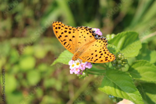 ランタナの花の蜜を吸うツマグロヒョウモンのオス photo