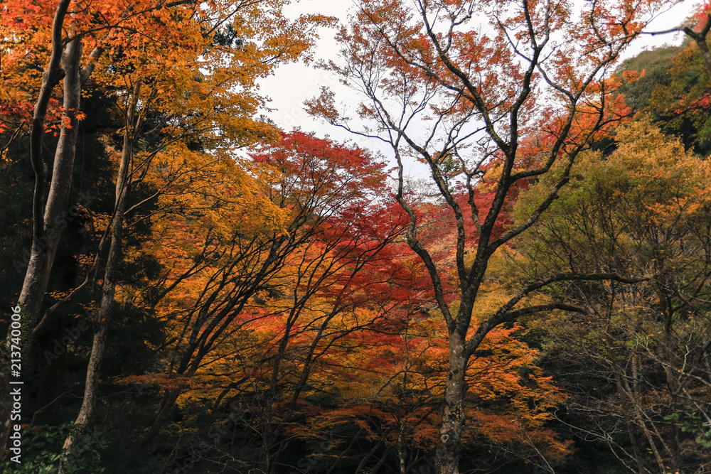 Colorful leaves autumn tourism travel season landscape scenery in Osaka and Kyoto Japan Asia Colorful leaves autumn tourism travel season landscape scenery in Osaka and Kyoto Japan Asia