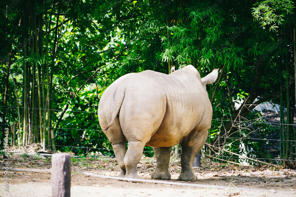 Fototapeta premium rhino