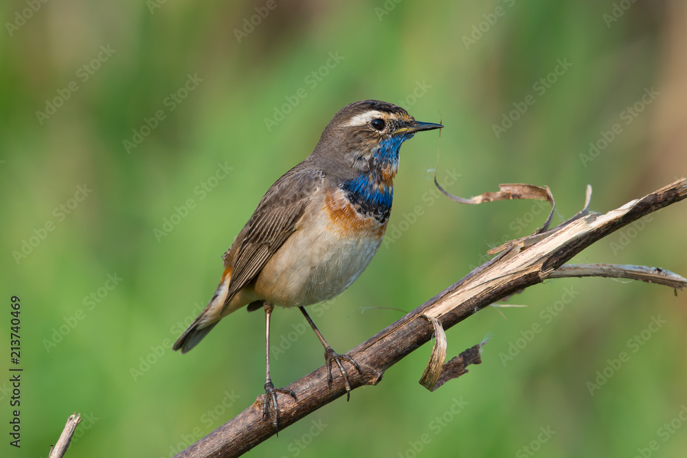 Male Bluethroats from Alaska, Bluethroat is one of the handful of birds that breed in North America and winter in Asia. Male Bluethroats from Alaska, Bluethroat is one of the handful of birds that breed in North America and winter in Asia.