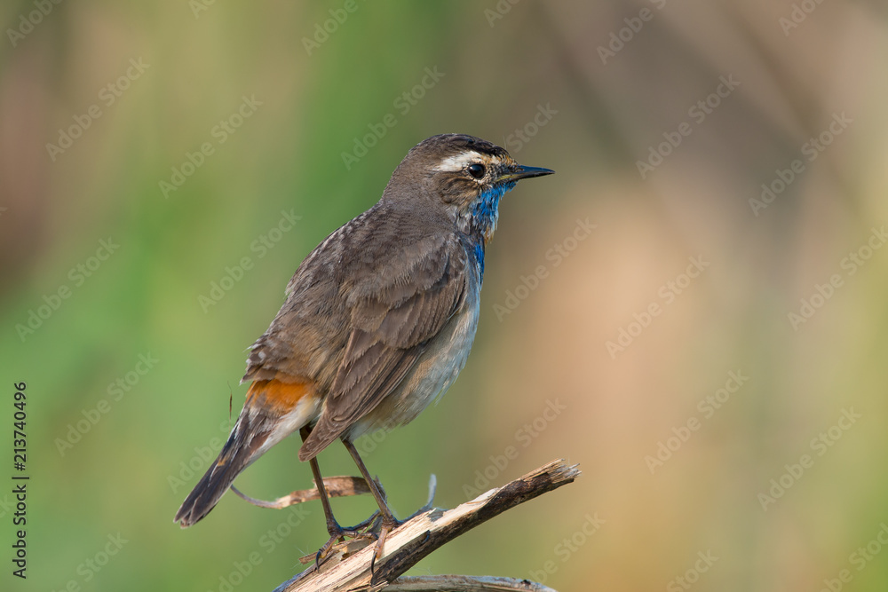 Male Bluethroats from Alaska, Bluethroat is one of the handful of birds that breed in North America and winter in Asia. Male Bluethroats from Alaska, Bluethroat is one of the handful of birds that breed in North America and winter in Asia.
