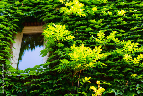 Window and overgrown leafy green plants