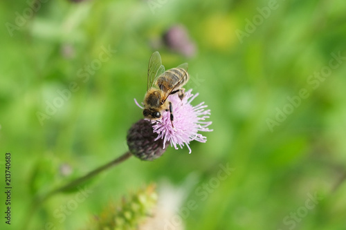 bee collects nectar