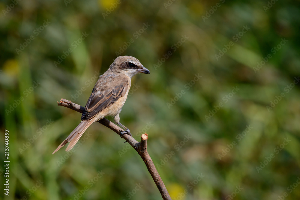 Fototapeta premium Brown shrike with blur green grass field background