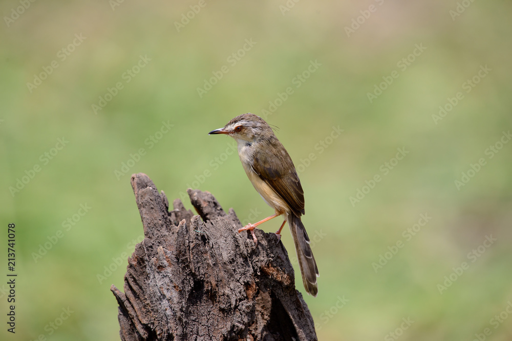 Fototapeta premium Plain Prinia or White-browed Prinia with blur green background