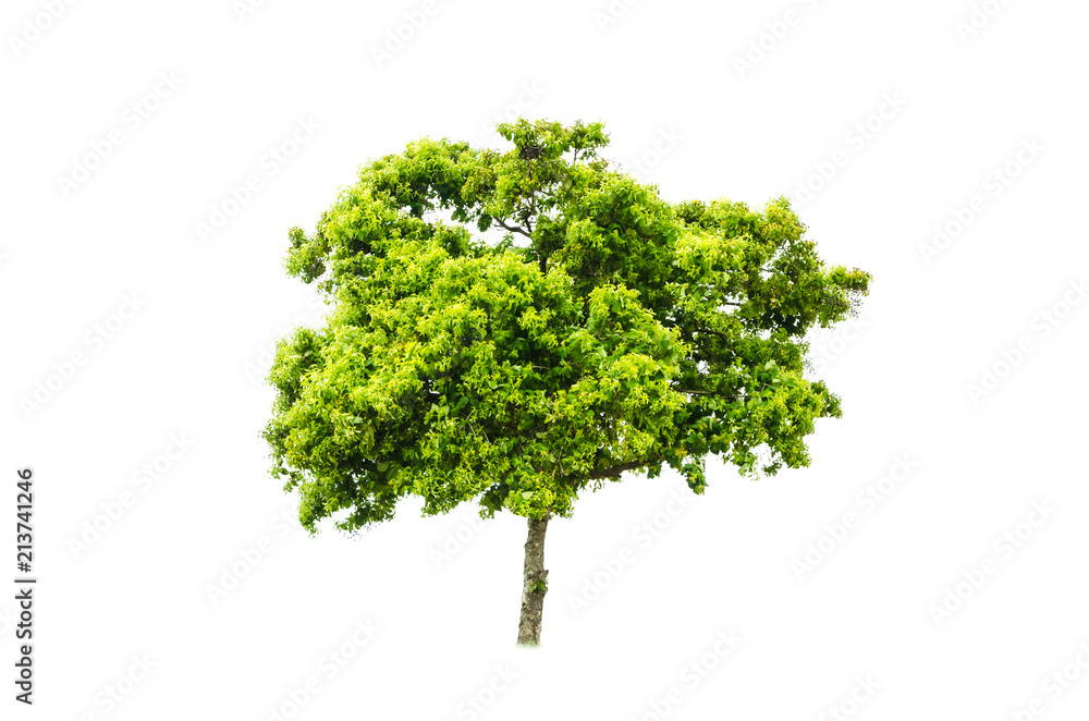 Isolated tree on white background Isolated tree on white background