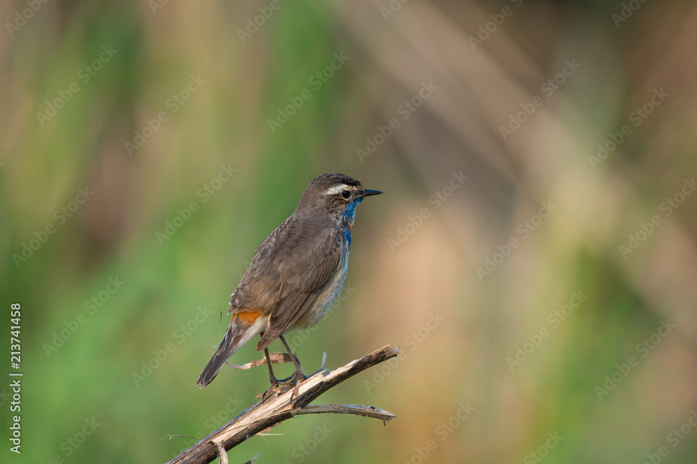 Male Bluethroats from Alaska, Bluethroat is one of the handful of birds that breed in North America and winter in Asia. Male Bluethroats from Alaska, Bluethroat is one of the handful of birds that breed in North America and winter in Asia.
