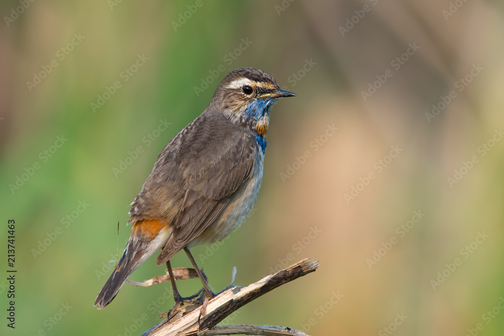 Male Bluethroats from Alaska, Bluethroat is one of the handful of birds that breed in North America and winter in Asia. Male Bluethroats from Alaska, Bluethroat is one of the handful of birds that breed in North America and winter in Asia.