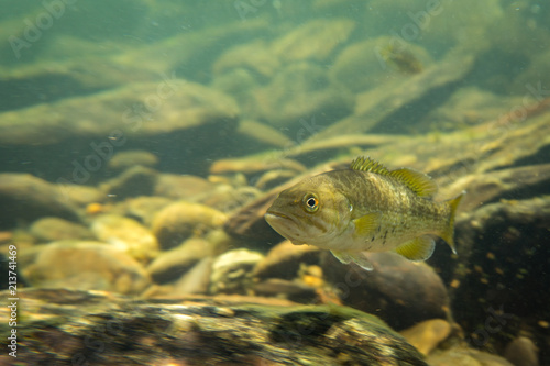 smallmouth bass underwater