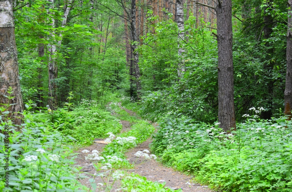 Obraz premium The road goes deep into the forest