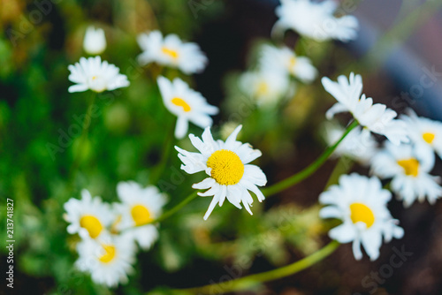 White flowers with yellow centers