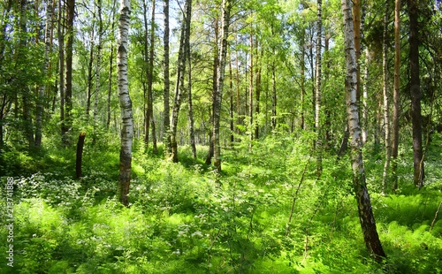 Birch forest and grass green