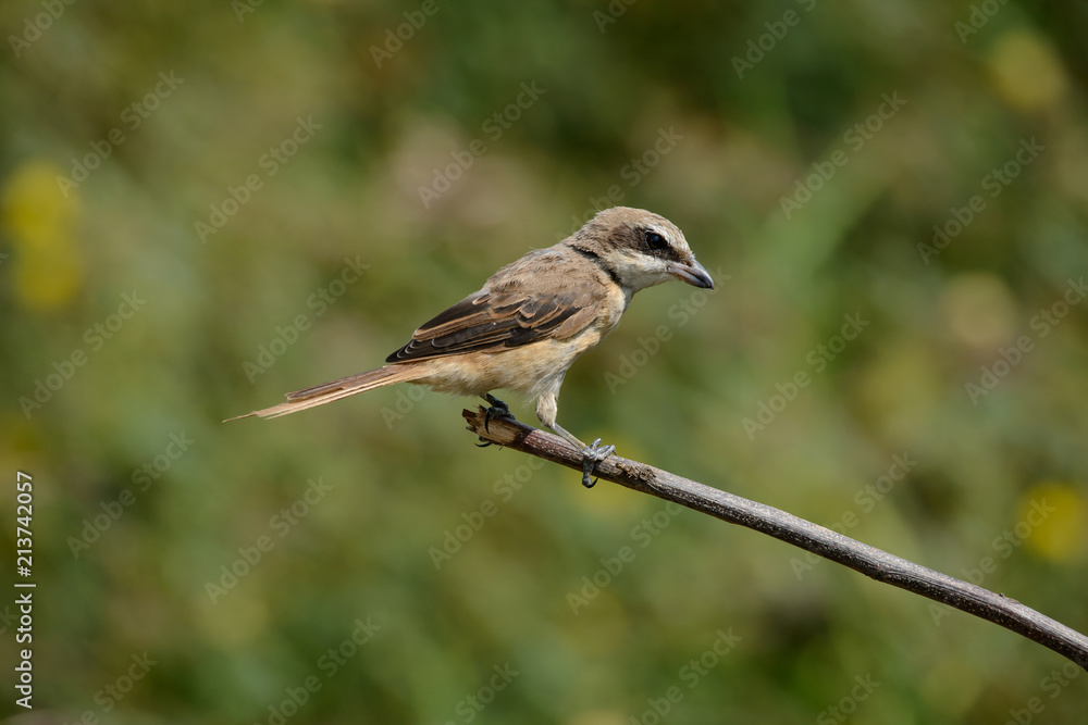 Brown shrike with blur green grass field background Brown shrike with blur green grass field background