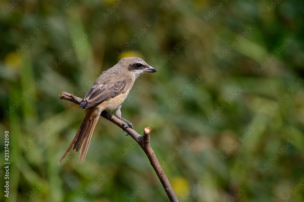 Brown shrike with blur green grass field background Brown shrike with blur green grass field background