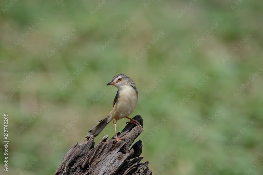 Plain Prinia or White-browed Prinia with blur green background Plain Prinia or White-browed Prinia with blur green background