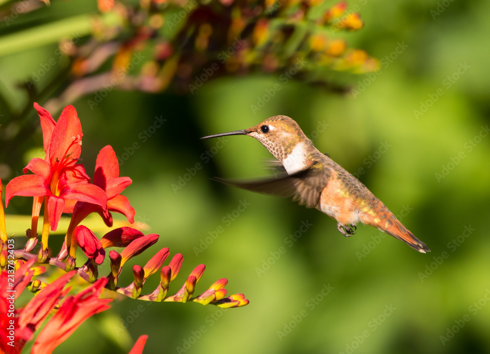 Fototapeta premium Close-up of a young male Rufous Hummingbird hovering in front of a bright red crocosmia flower