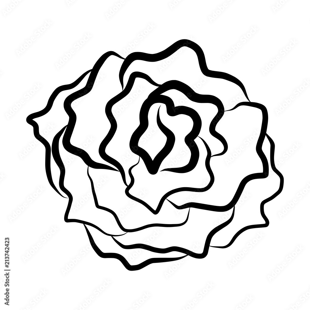 Sketch line drawing of rose isolated illustration on white background Sketch line drawing of rose isolated illustration on white background