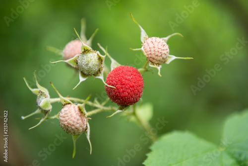 Ripe, red Thimbleberry (Rubus parviflorus) in a cluster of unripe berries, with a soft green background