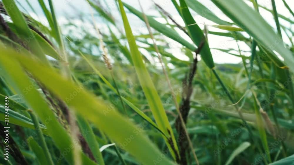 Reeds blowing in the wind during summer Reeds blowing in the wind during summer