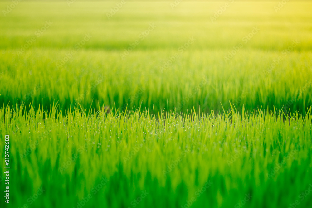Green grass is growing Green grass is growing