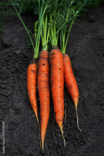 delicious  ripe orange carrot lays in a bunch in a vegetable garden pulled out of the ground on a farm