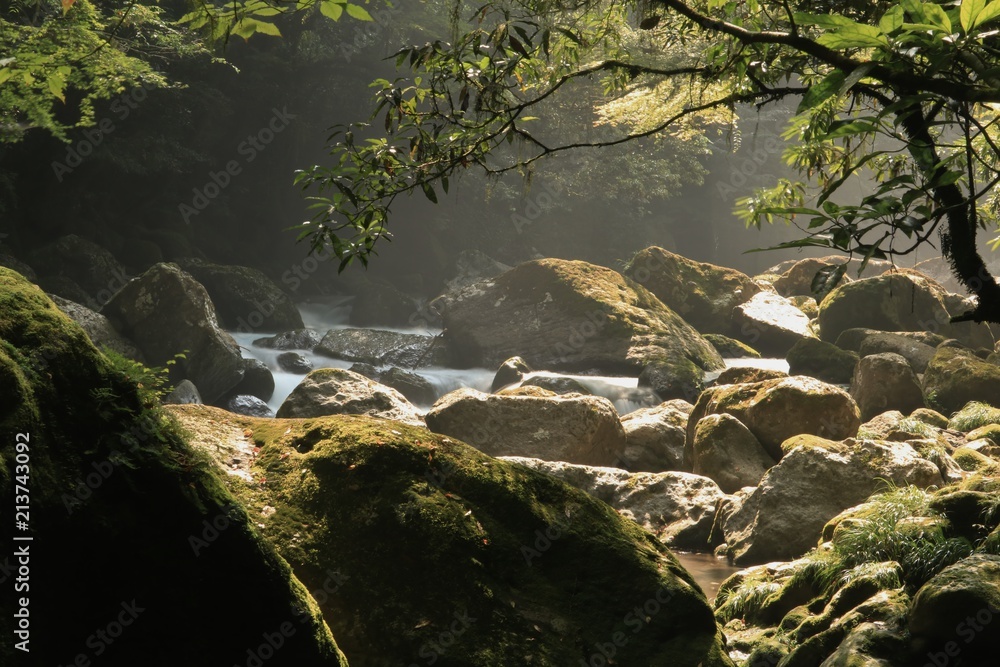 Obraz premium 清流が流れる菊池渓谷