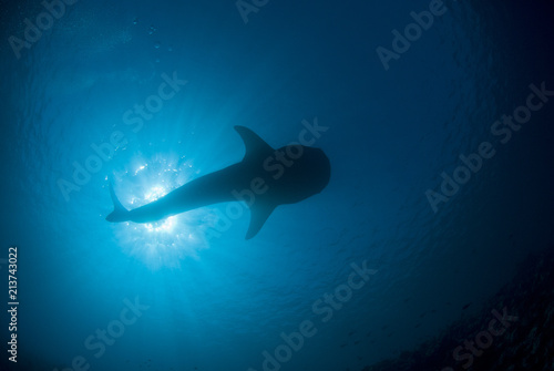 Silhouette of a whale shark from below with the sun in the background