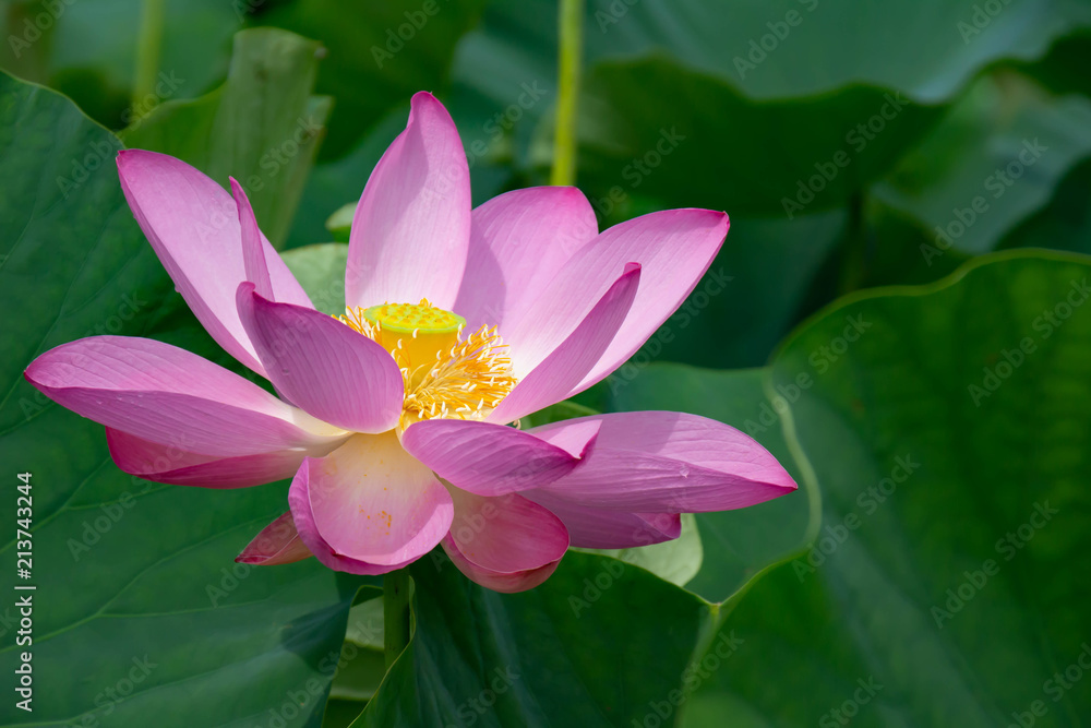 雨上がりの夏の午前中に花を開く蓮の花 雨上がりの夏の午前中に花を開く蓮の花