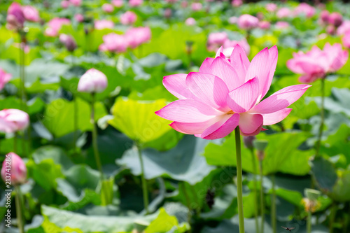 雨上がりの夏の午前中に花を開く蓮の花